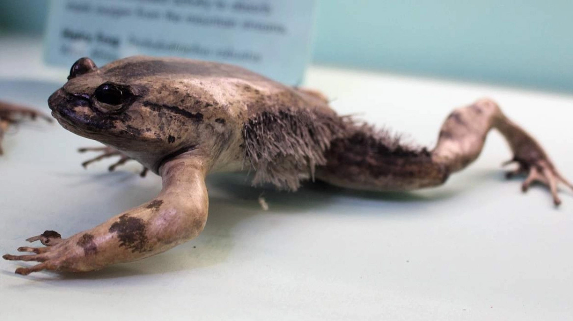 Ο βάτραχος-Γούλβεριν της Αφρικής: Το πιο αλλόκοτο και επικίνδυνο αμφίβιο (vid)