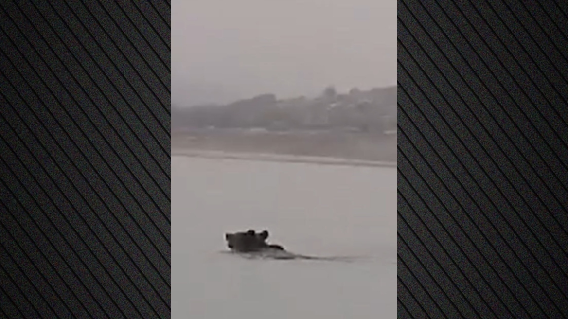 Κοζάνη: Αρκούδα διέσχισε κολυμπώντας τη λίμνη Πολυφύτου