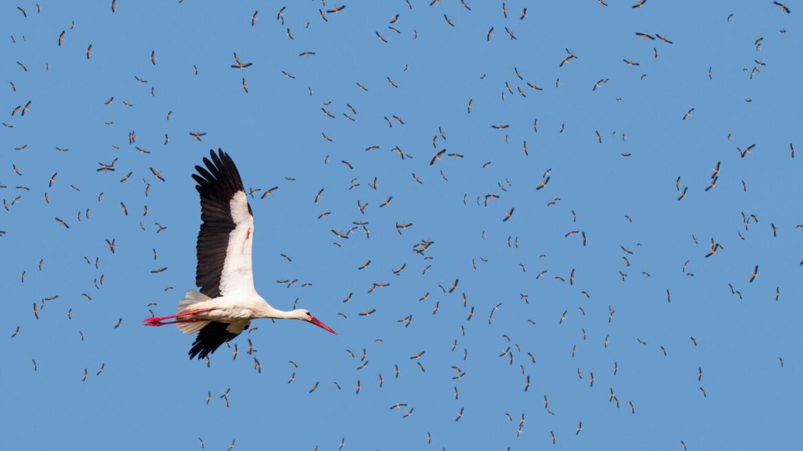 Αυτό είναι το πτηνό που κινδυνεύει περισσότερο από ηλεκτροπληξία