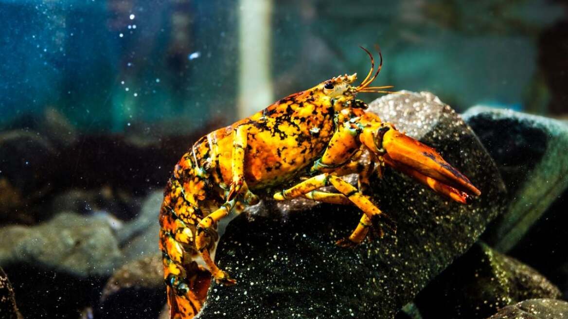 Τον πιο σπάνιο αστακό τον λένε Jackie και είναι πορτοκαλί με μαύρες βούλες: Μία στα 30 εκατομμύρια να βρεθεί - Δείτε βίντεο 