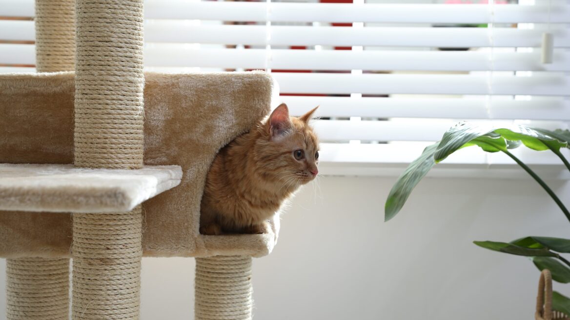 8 προειδοποιητικά σημάδια για την υγεία της γάτας σας που δεν πρέπει να αγνοήσετε