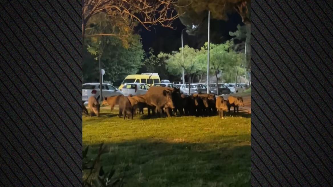 Κοπάδι από αγριογούρουνα βόλταραν σε κεντρικό δρόμο της Τούμπας στη Θεσσαλονίκη - Δείτε βίντεο