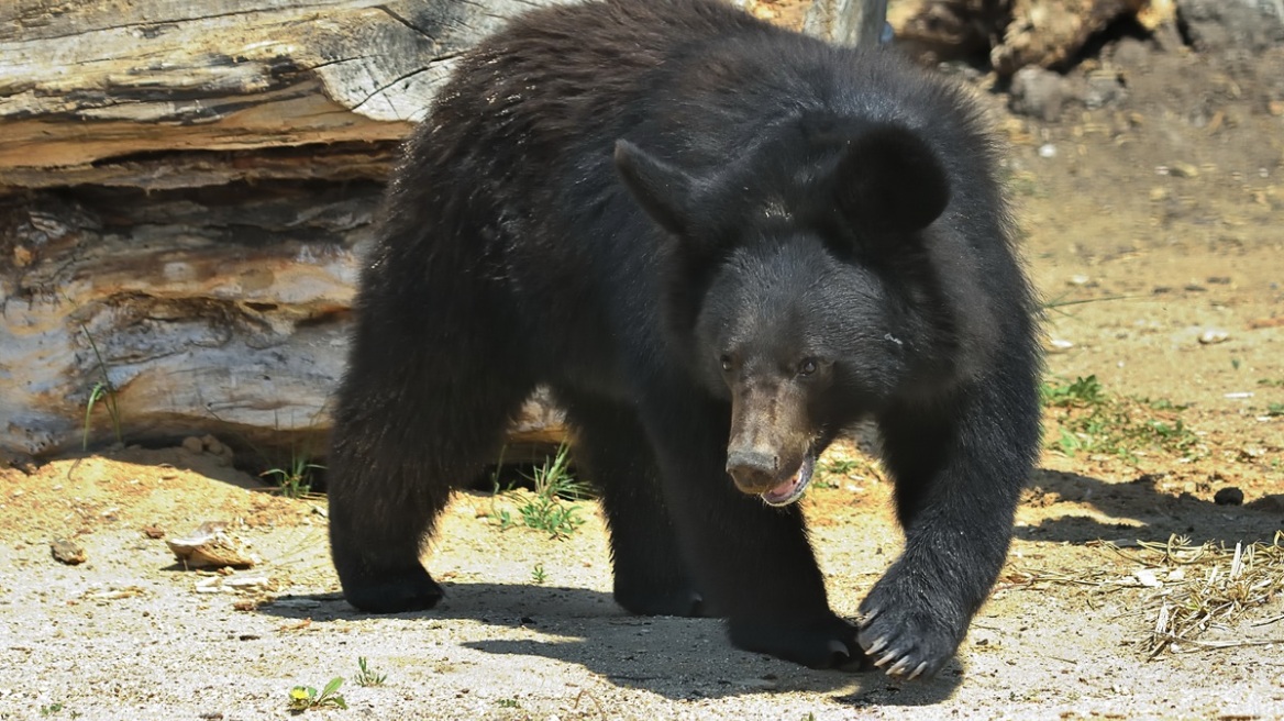 Δρομέας δέχτηκε επίθεση από αρκούδα στην Ιαπωνία: Με ένα δάγκωμα, το χέρι μου είχε τελειώσει