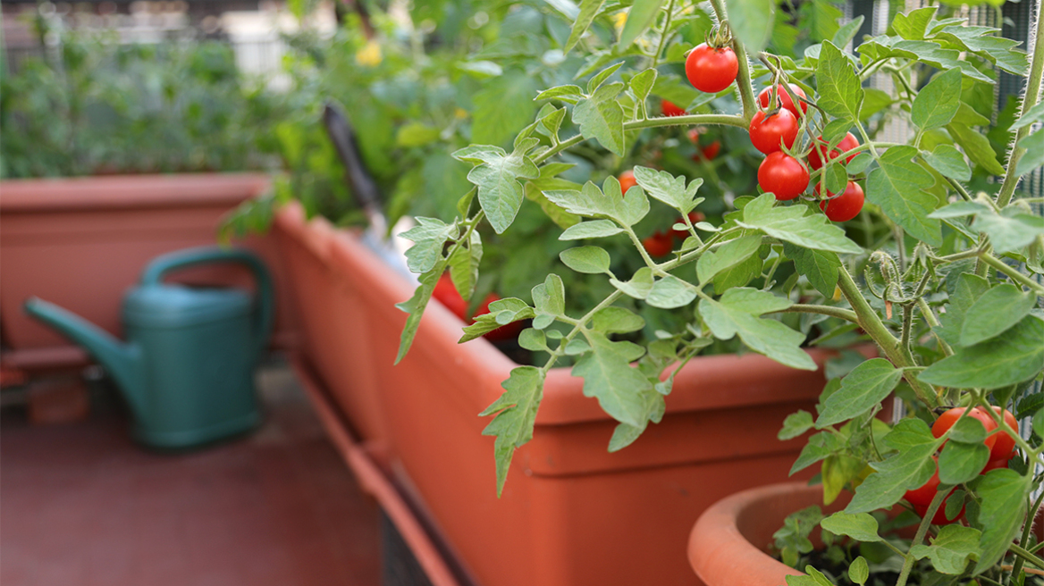 Φυτεύουμε λαχανικά και βότανα στο μπαλκόνι και την αυλή – Η φυσική ομορφιά που τρώγεται