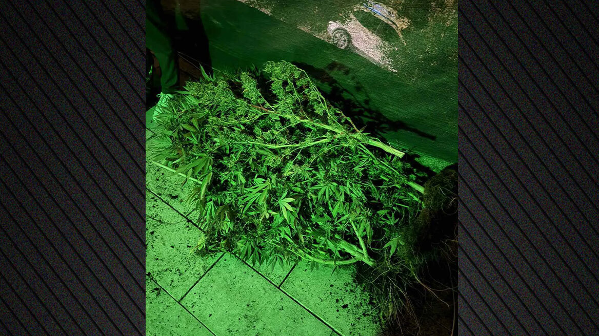 Γαλάτσι: Εντοπίστηκε εργαστήριο καλλιέργειας κάνναβης - Συνελήφθησαν τρεις αλλοδαποί