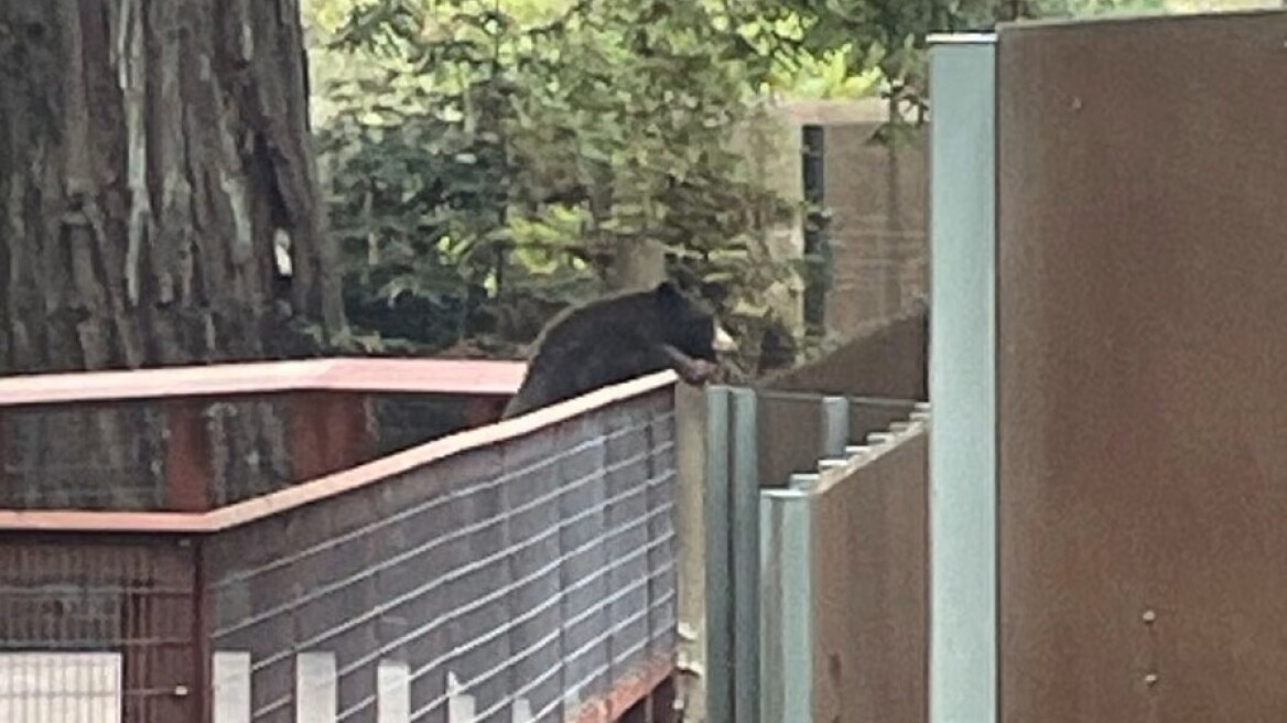 Αρκούδα μπήκε σε ζωολογικό κήπο στην Καλιφόρνια και πήγε να δει τα φυλακισμένα «αδέρφια»
