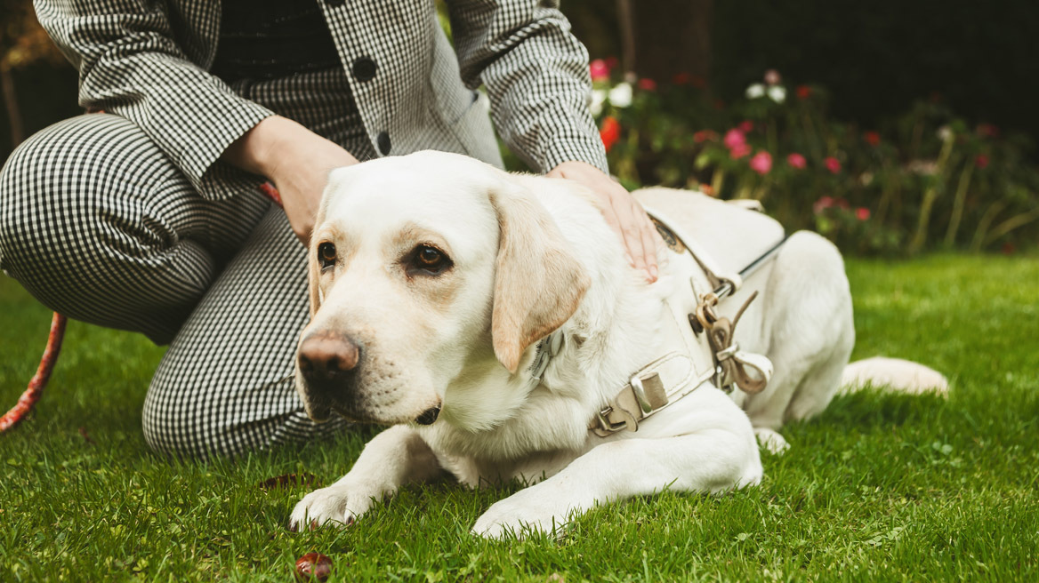 Η Gas, η σκυλίτσα-οδηγός, ξεκίνησε το νέο της ταξίδι