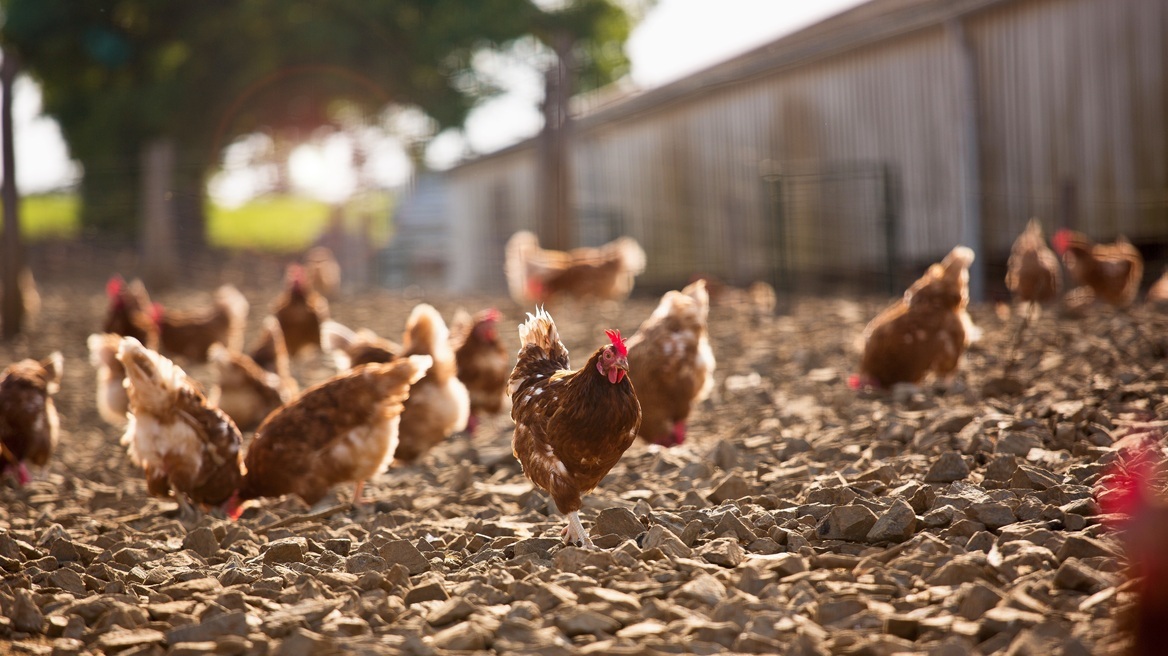 Εστίες της γρίπης των πτηνών εντοπίστηκαν σε Ολλανδία, Βέλγιο και Σλοβακία