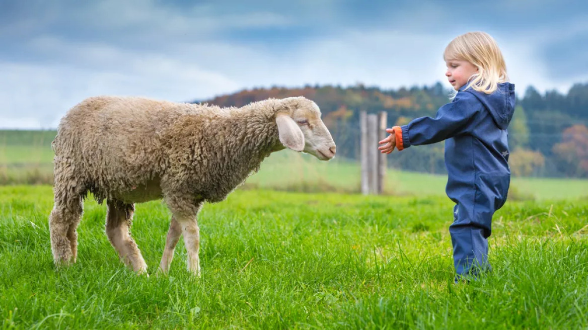 Ευλογιά προβάτων: Κίνδυνος για την κτηνοτροφία, όχι για τη δημόσια υγεία
