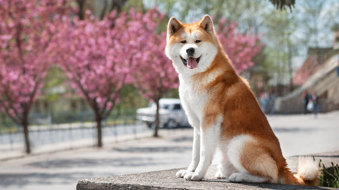 Γιατί τα σκυλιά στην Ιαπωνία ζουν περισσότερο