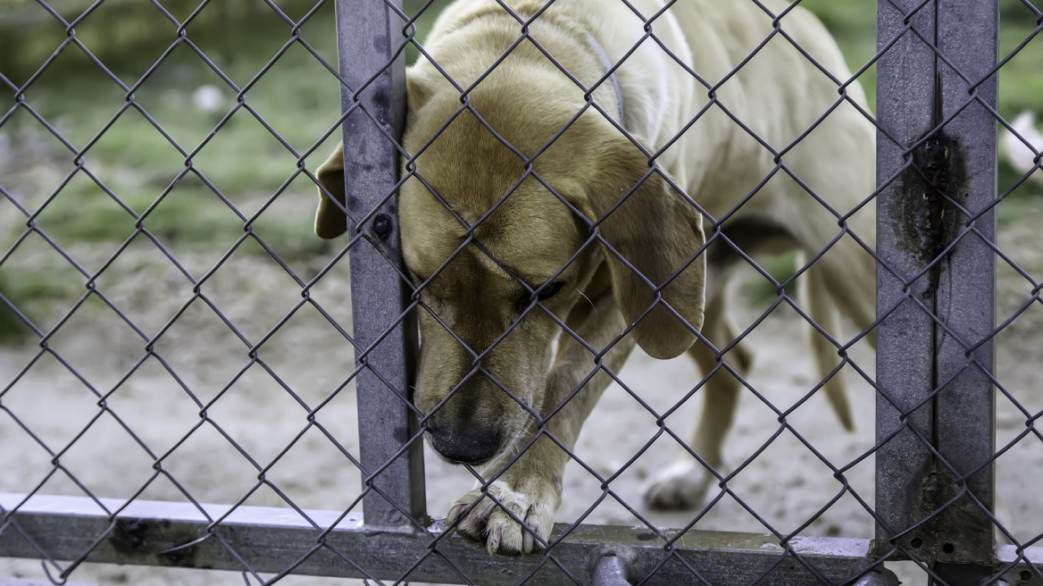 Επικήρυξη 1.500 ευρώ για τον δράστη που βασάνισε και κακοποίησε σεξουαλικά σκύλο στο Επιτάλιο
