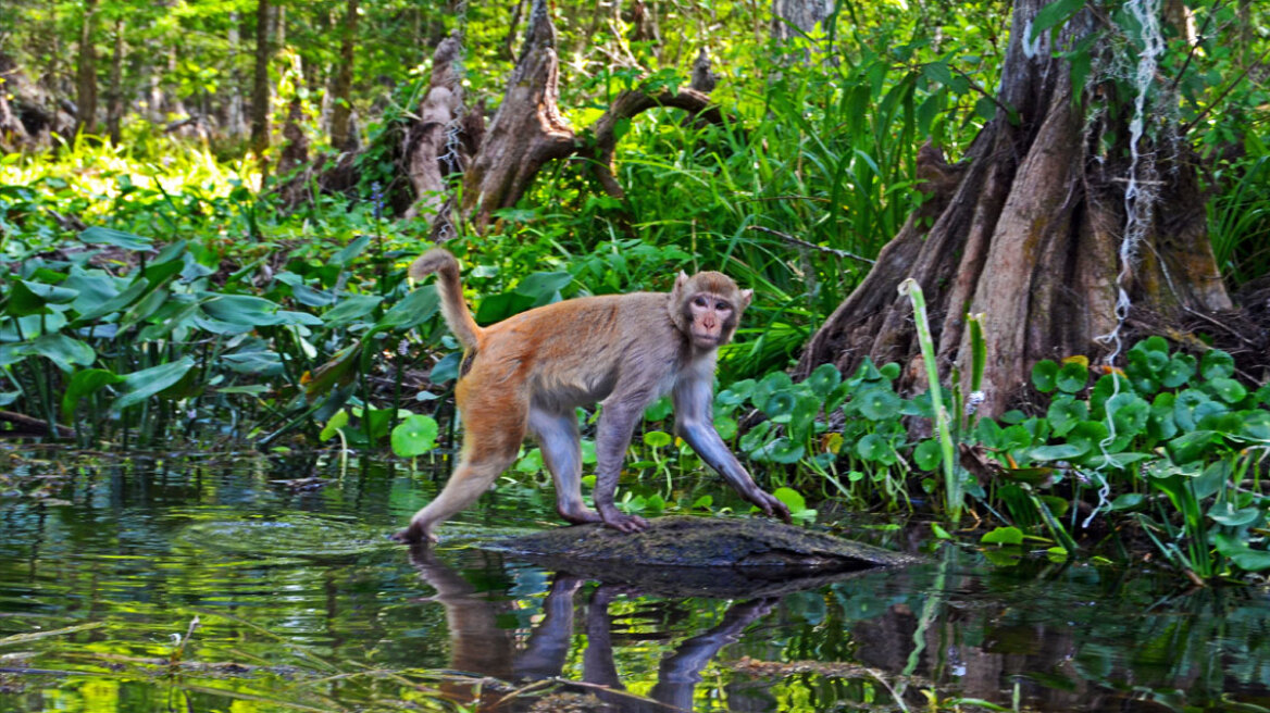 Γιατί «βρέχει» μαϊμούδες στη Φλόριντα: Η άγνωστη ιστορία έχει τις ρίζες της έναν αιώνα πριν (vid)