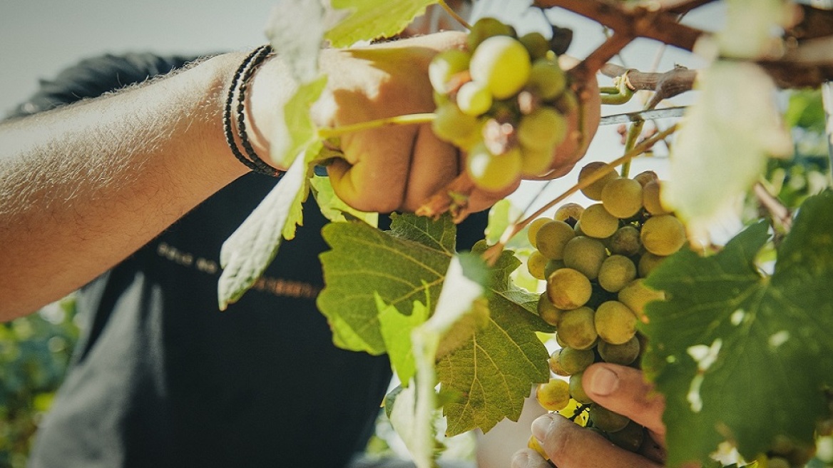Το χρονικό του τρύγου του Αττικού αμπελώνα