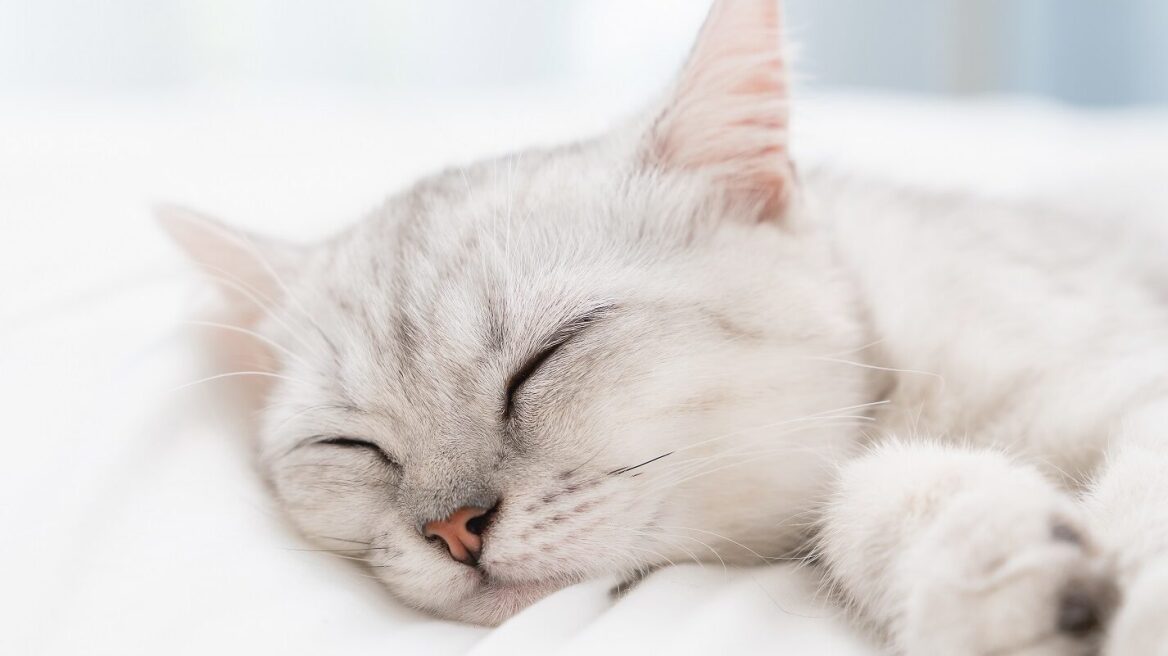 Τι μπορείτε να κάνετε για να κοιμάται ήσυχα η γάτα σας τη νύχτα