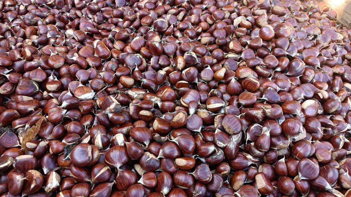 Μελάνωση και ανομβρία σκοτώνουν την παραγωγή καστάνου στο Πήλιο μετά τον Daniel