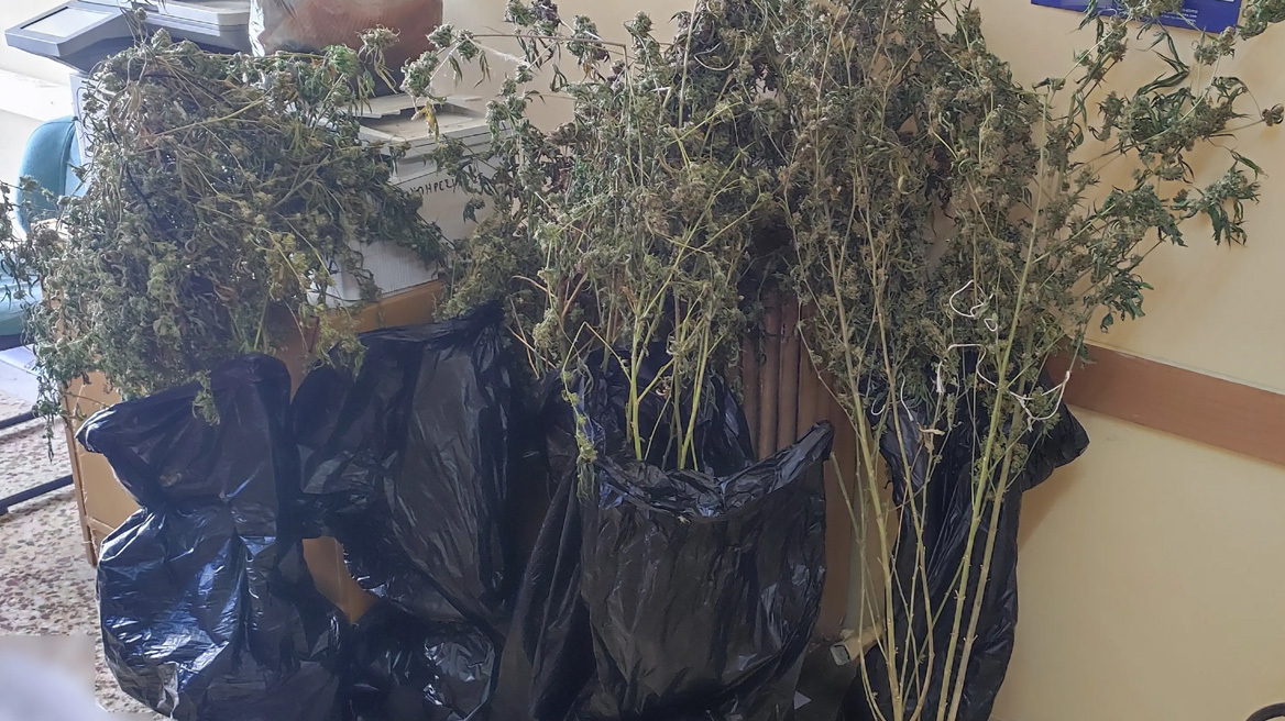 Πειραιάς: Εντοπίστηκε πλήρως εξοπλισμένο εργαστήριο κάνναβης - Δύο συλλήψεις