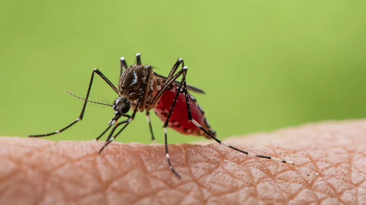 Ιός Δυτικού Νείλου: Χωρίς νέα κρούσματα αλλά με νοσηλείες η τελευταία έκθεση του ΕΟΔΥ
