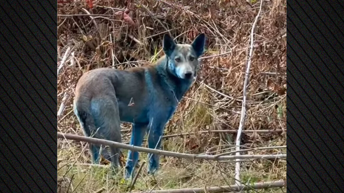 Το μυστήριο των «μπλε σκύλων» του Τσερνόμπιλ και η πιο πιθανή εξήγηση Το μυστήριο των «μπλε σκύλων» του Τσερνόμπιλ και η πιο πιθανή εξήγηση