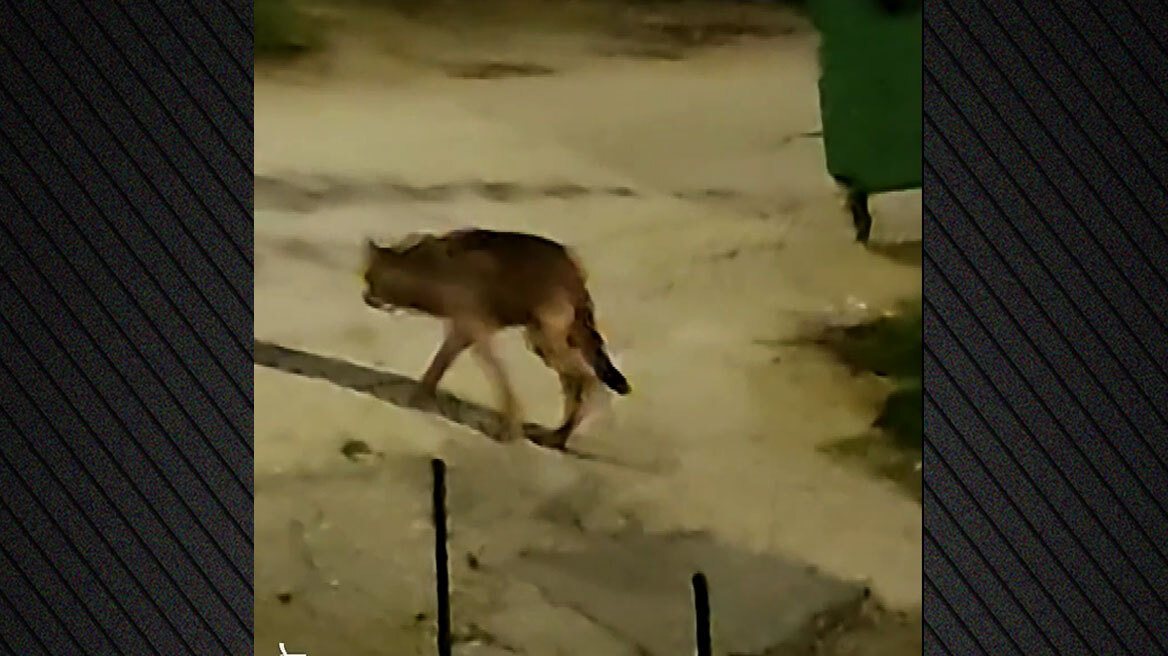 Νέα εμφάνιση λύκου στη Μεγάλη Παναγία της Χαλκιδικής - Ανησυχία στους κατοίκους, δείτε βίντεο