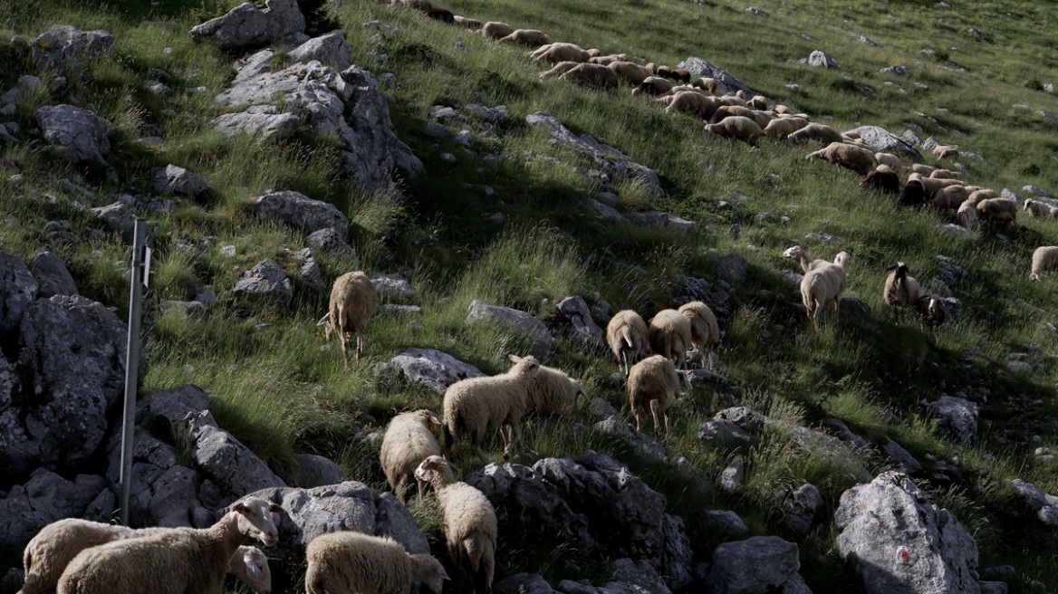 Οκτώ συλλήψεις για παραβίαση των μέτρων για την ευλογιά των αιγοπροβάτων