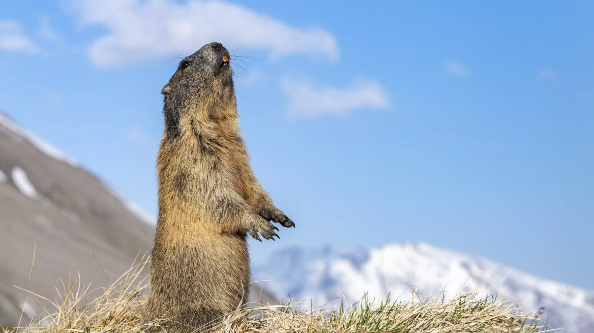Ημέρα της Μαρμότας: Η αλήθεια για το τρωκτικό που έχει τη φήμη μετεωρολόγου