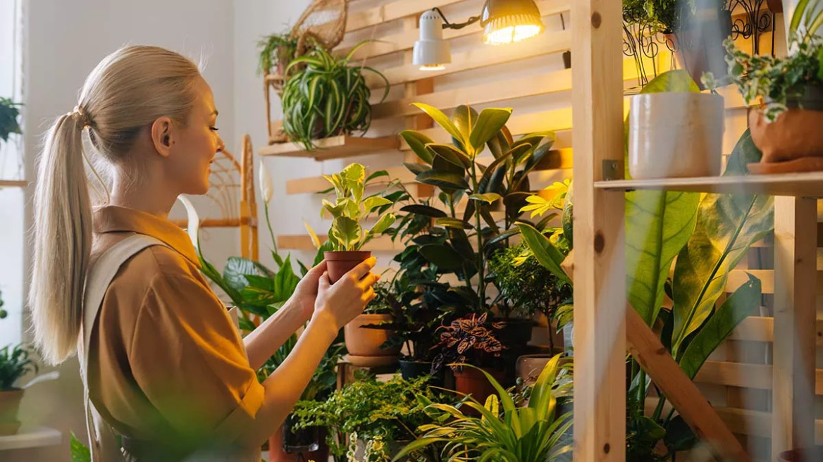 5 φυτά εσωτερικού χώρου που καθαρίζουν τον αέρα και κάνουν καλό στην υγεία μας