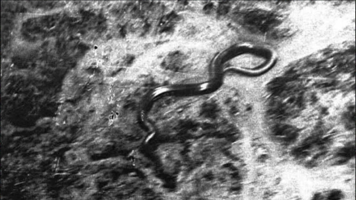 Πιλότος είδε φίδι 15 μέτρων στα δάση του Κονγκό: «Μπορούσε να με καταπιεί με μία χαψιά» (vid)