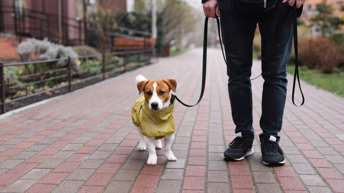 Βόλτες με άνεση και στυλ: Τα αδιάβροχα σκύλων που χρειάζεστε στη βροχή