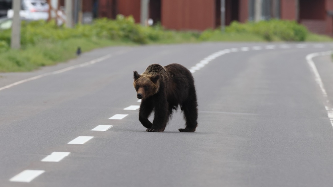 Αρκούδα επιτέθηκε σε άνδρα σε δημόσια τουαλέτα στην Ιαπωνία
