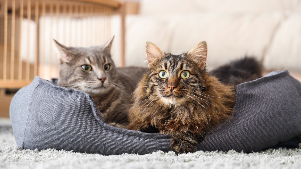 Τουρκία: Άνδρας υποχρεώθηκε να πληρώνει διατροφή για… τις γάτες της πρώην συζύγου του