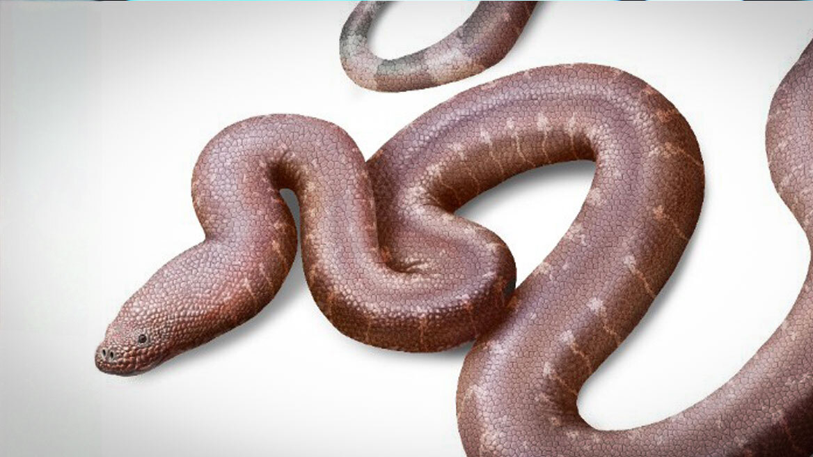 Παραδοξοφίδιο, ένα νέο είδος προϊστορικού φιδιού που ανακάλυψε Έλληνας παλαιοντολόγος
