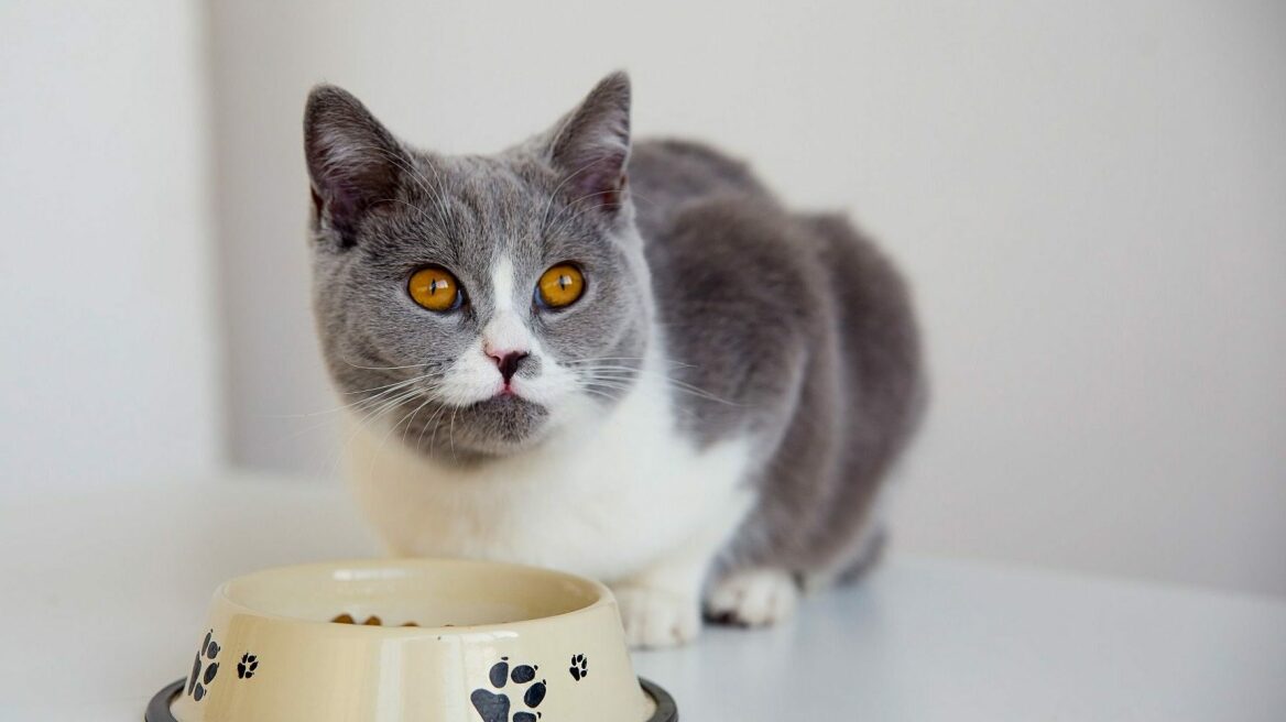 Τι πρέπει να τρώει μια ηλικιωμένη γάτα και τι απαγορεύεται