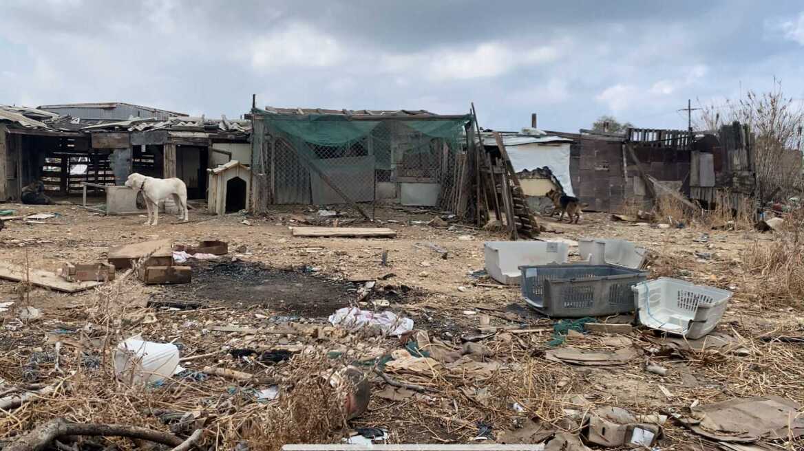 «Κολαστήριο» για ζώα στα παλιά σφαγεία Νέας Αλικαρνασσού, σε άθλια κατάσταση σκύλοι, άλογα και πρόβατα