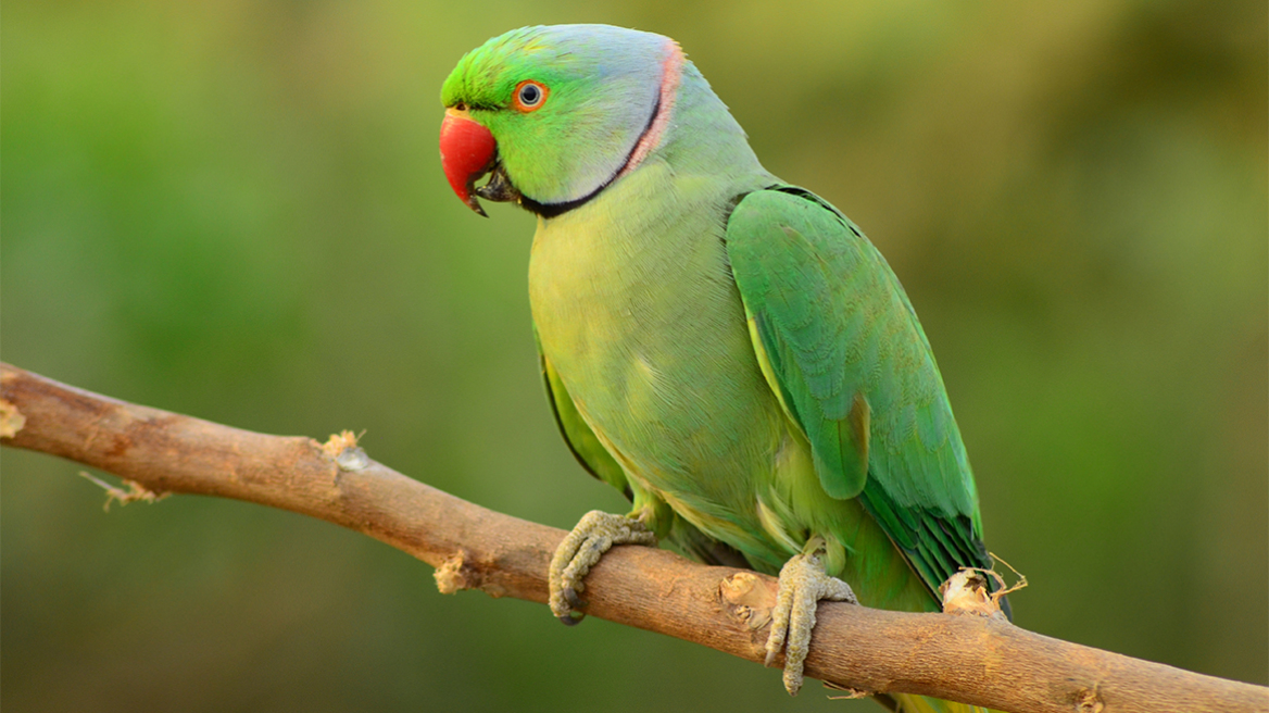 Η «θεωρία των πτηνών» και τι αποκαλύπτει για τη σχέση σας