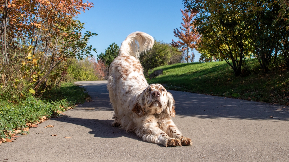 Τι εκφράζει και σε τι είναι χρήσιμη η ουρά του σκύλου