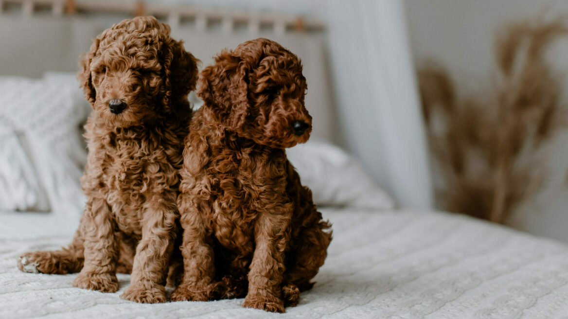 Ποιες είναι οι διαφορές ανάμεσα στα Mini Poodles και στα Toy Poodles