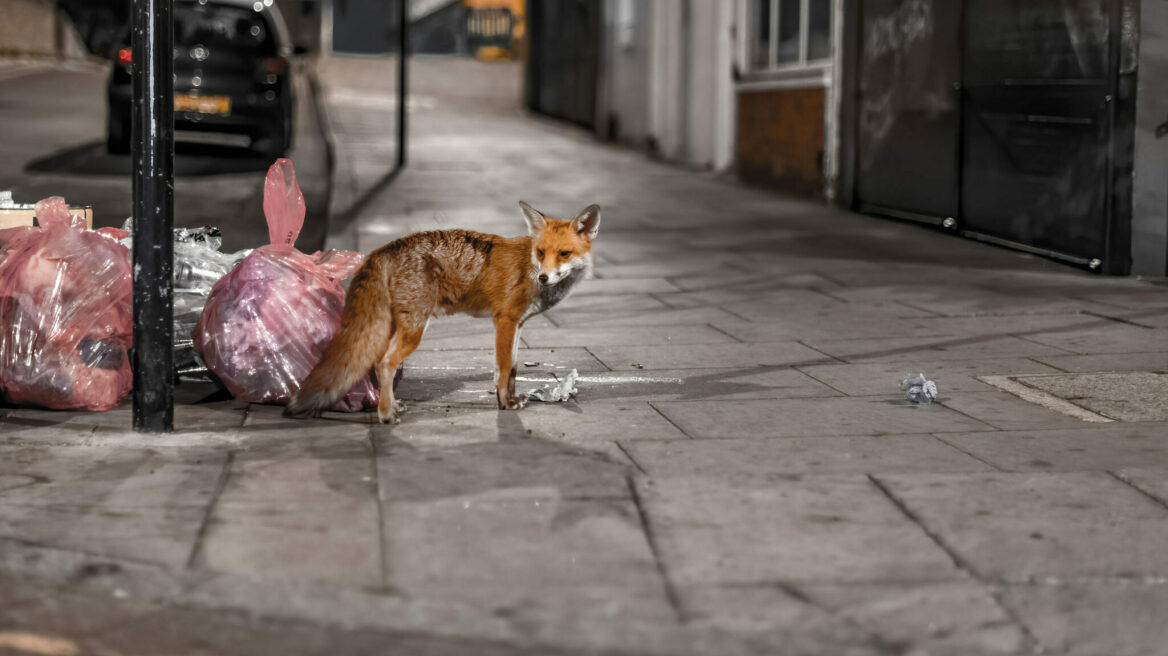 Κυκλοφορεί αλεπού στη γειτονιά σας; Γιατί καλύτερα να μην την ταΐσετε