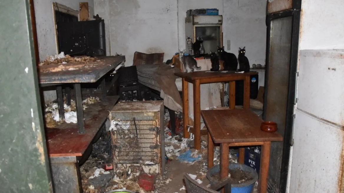 Τρία χρόνια στη φυλακή και  χρηματική ποινή 3.000 ευρώ στον 63χρονο που βασάνιζε γάτες στη Δονούσα - Τα αγαπάω, είπε στη δίκη