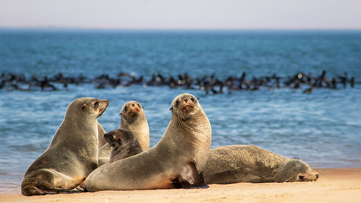 SOS για τους θαλάσσιους ελέφαντες: Ο πληθυσμός τους στην Ανταρκτική αποδεκατίστηκε από τη γρίπη των πτηνών