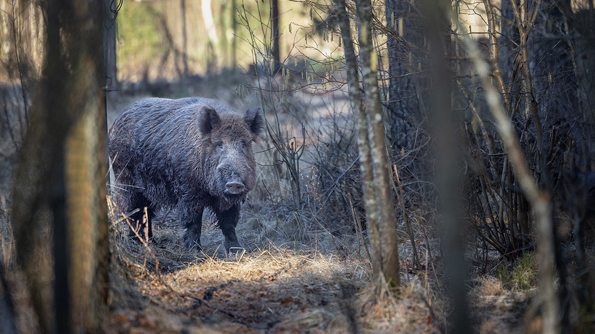 Αντιδράσεις για τις επιχειρήσεις θανάτωσης αγριόχοιρων στην Πολιτεία: Kάτοικοι έπεσαν πάνω σε οπλισμένους κυνηγούς μέσα στο δάσος
