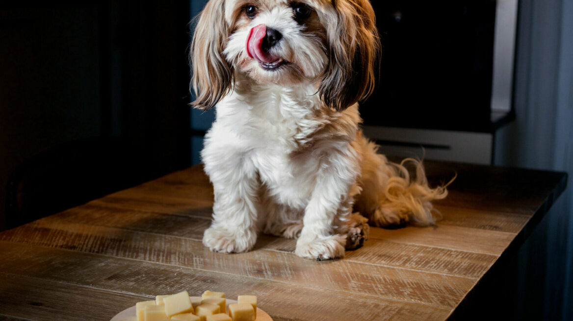 Μπορεί να φάει ο σκύλος τυρί; Τα είδη που απαγορεύονται