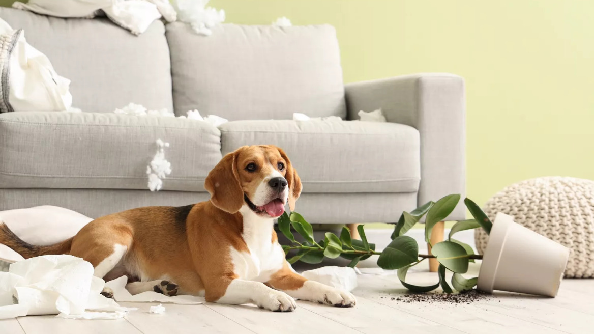 Τι είναι το άγχος αποχωρισμού στον σκύλο – Πώς να τον βοηθήσετε