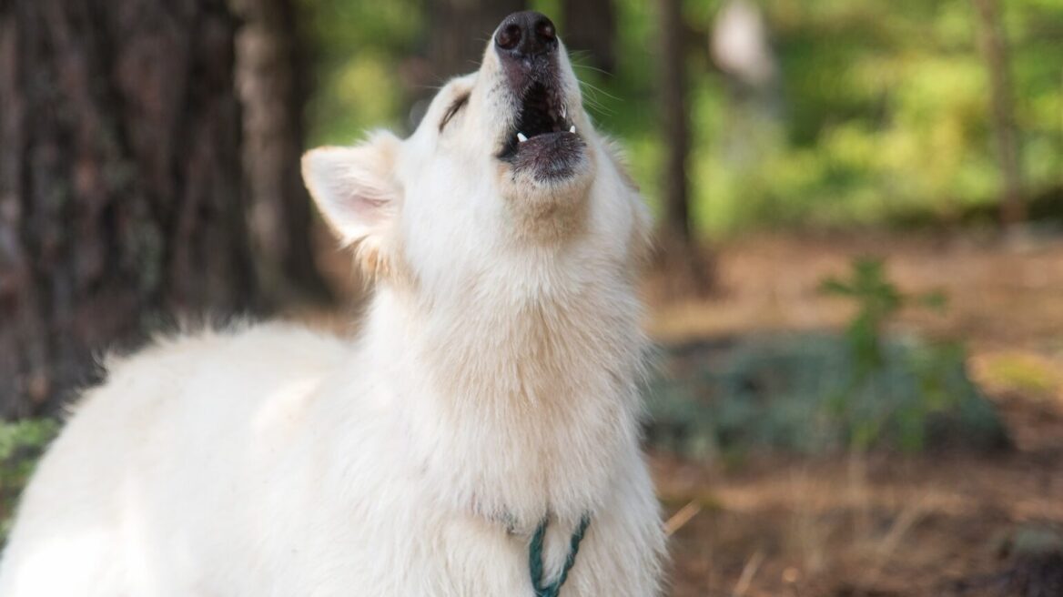 Τι δείχνει ο τρόπος που γαβγίζει ο σκύλος σας για τον χαρακτήρα του