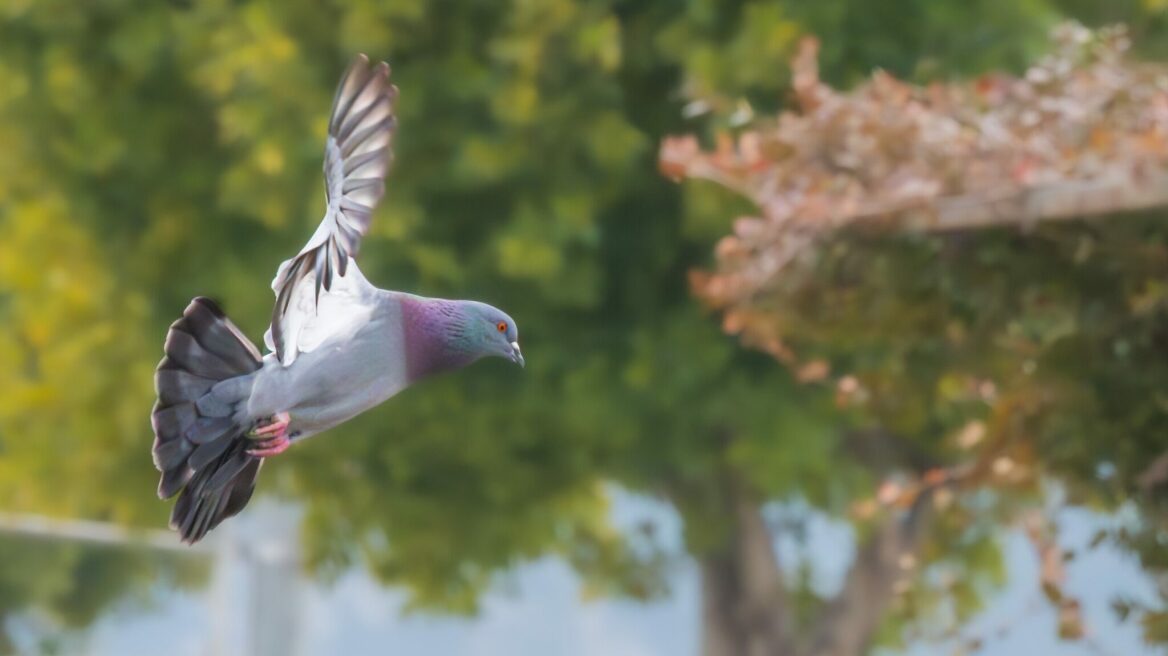 Από την αρχαιότητα μέχρι τους Παγκόσμιους Πολέμους: Πώς τα περιστέρια μετέφεραν μηνύματα στον σωστό προορισμό