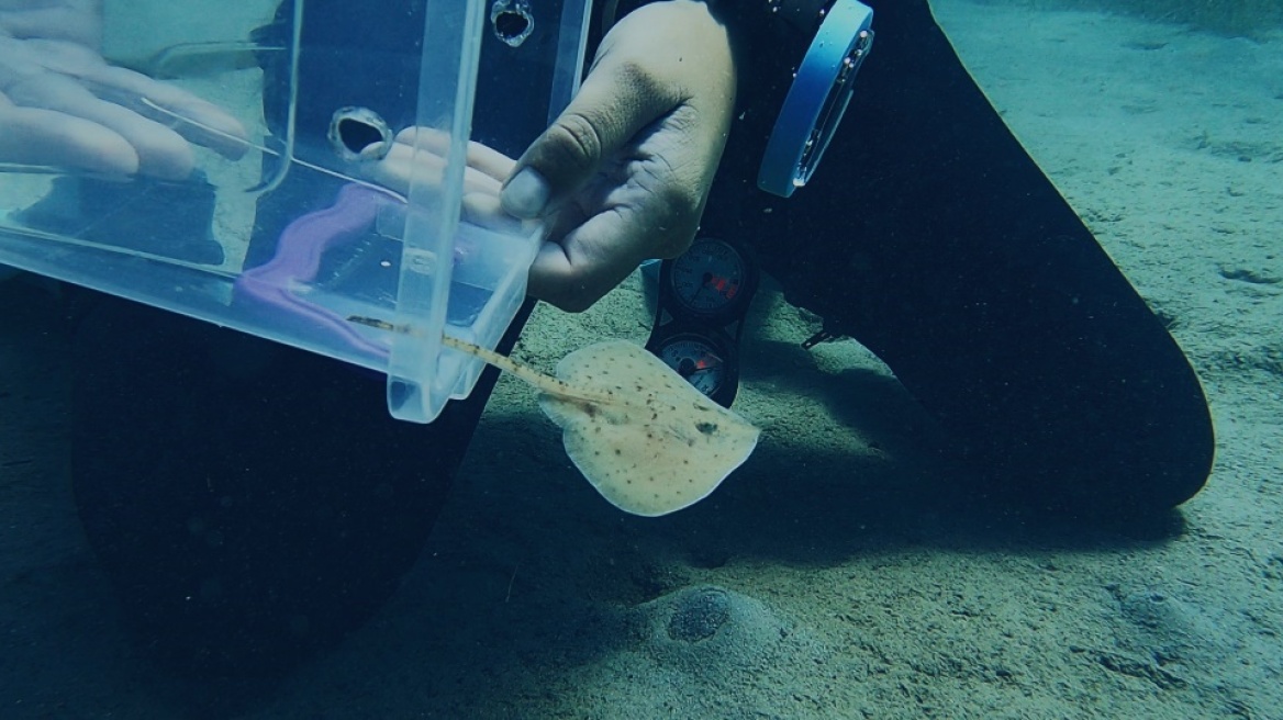 Sani I Ikos Group. Thermaikos Biodiversity Project.