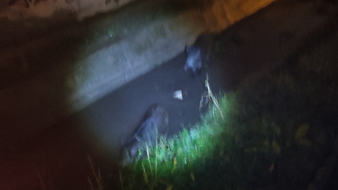 Αγριογούρουνα έκαναν τη... βόλτα τους σε περιοχή της Θεσσαλονίκης - Δείτε φωτογραφία