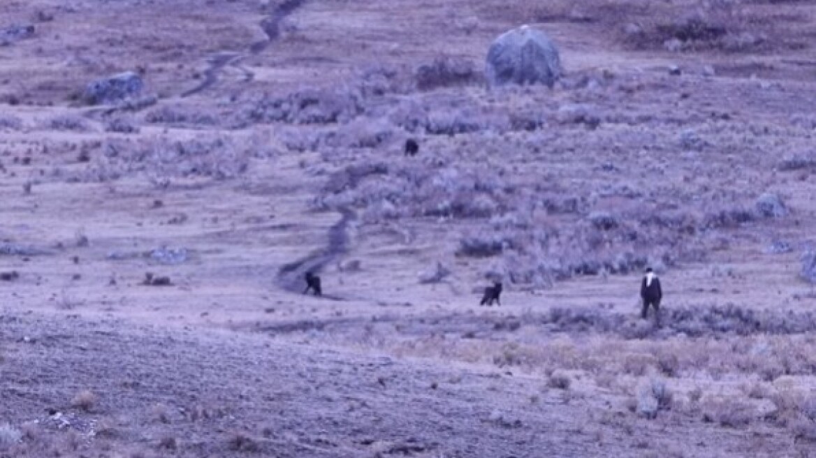 ΗΠΑ: Άνδρας καταγράφηκε σε βίντεο να πλησιάζει και να προκαλεί αγέλη λύκων στο πάρκο Γέλοουστοουν