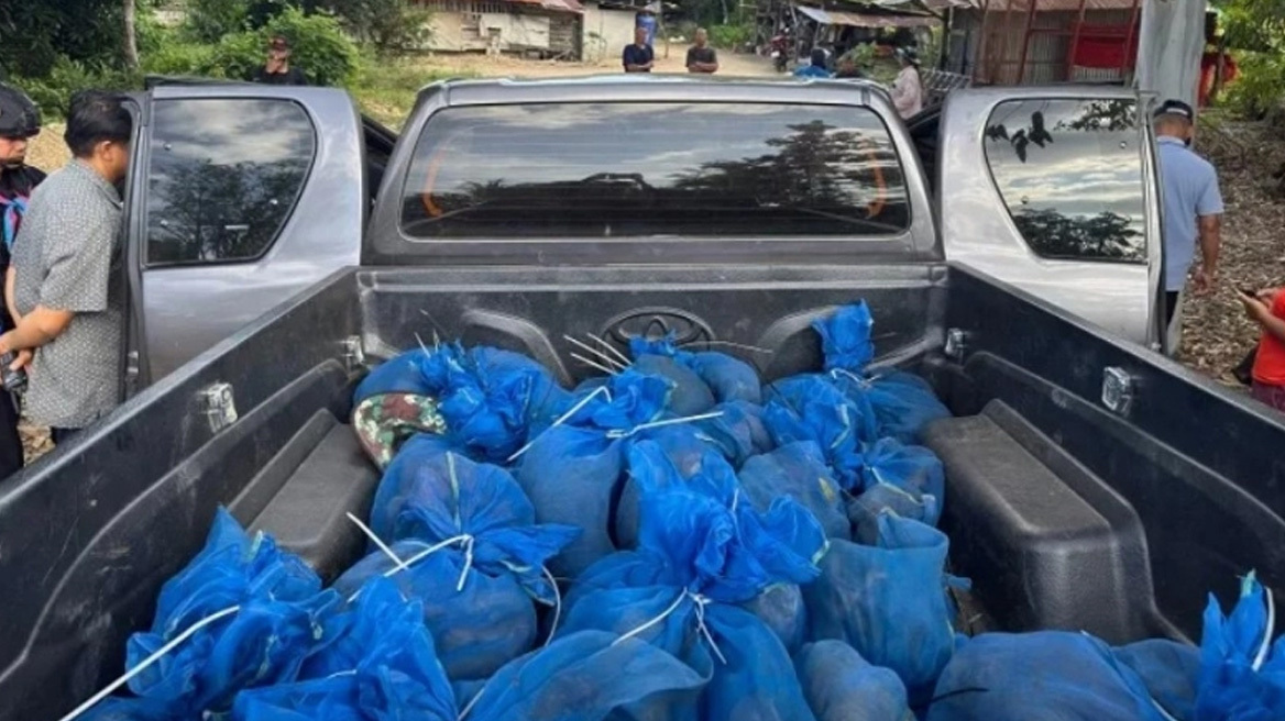 Ταϊλάνδη: Συνελήφθησαν δύο λαθρέμποροι με... 81 πιθήκους και ναρκωτικά  