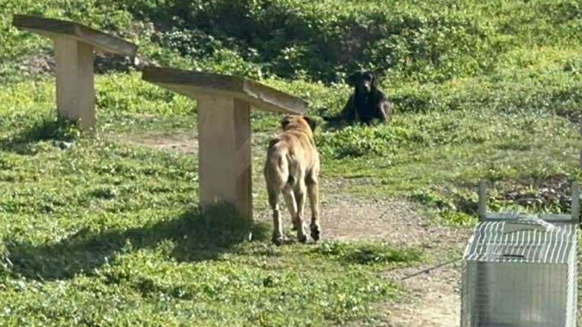 Άργος: Άγρια επίθεση αδέσποτων σκυλιών σε 17χρονη - Νοσηλεύεται σε κρίσιμη κατάσταση