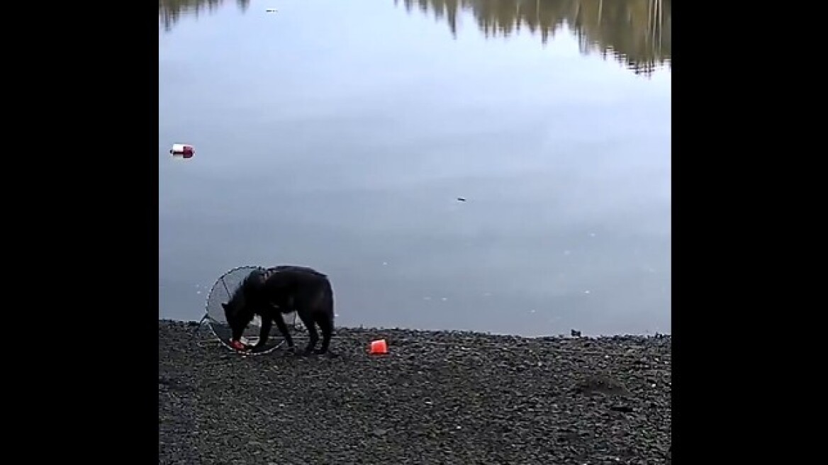 Δείτε βίντεο: Λύκαινα καταγράφηκε να ανεβάζει από τον βυθό παγίδα για κάβουρες προκειμένου να τραφεί